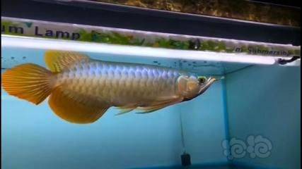 印尼大湖紅龍魚怎么養(yǎng)的活：印尼大湖紅龍魚的養(yǎng)殖需要提供一個干凈、寬敞且水流動良好環(huán)境