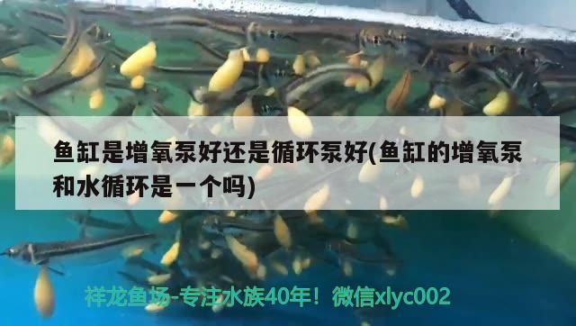銀龍魚頭部有白點(銀龍魚頭部有白點怎么回事) 銀龍魚頭部有白點(銀龍魚頭部有白點怎么回事) 銀龍魚百科 第2張