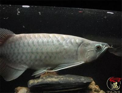龍魚(yú)缸養(yǎng)水養(yǎng)多久合適呢，龍魚(yú)缸養(yǎng)水的時(shí)間