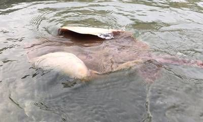 魟魚會餓死嗎：魟魚的饑餓耐受性因品種和個體差異而有所不同