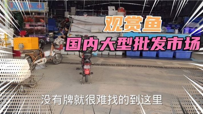 過背金龍魚多少錢一條圖片欣賞(過背銀龍魚多少錢一條)