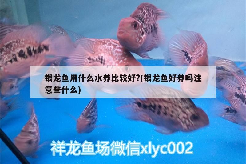 銀龍魚用什么水養比較好?(銀龍魚好養嗎注意些什么)