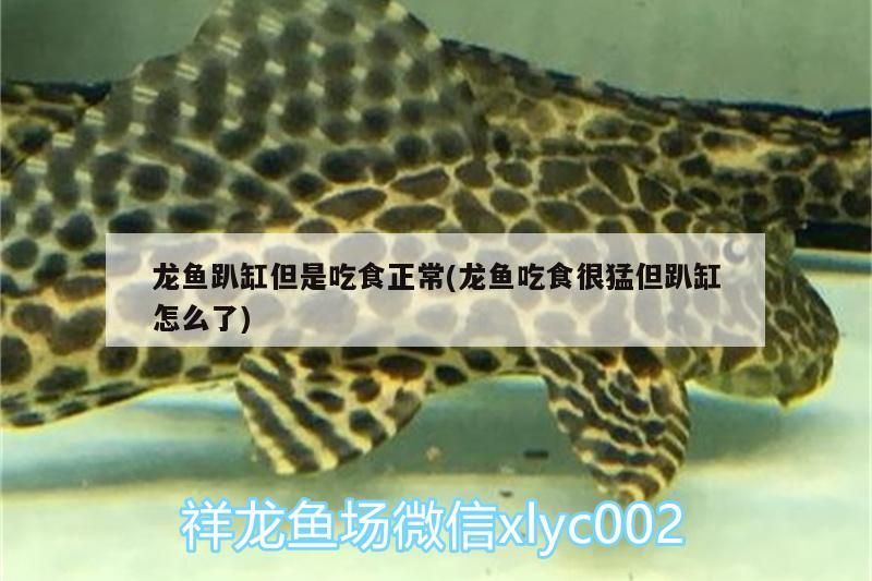 龍魚(yú)趴缸但是吃食正常(龍魚(yú)吃食很猛但趴缸怎么了)