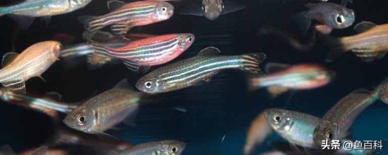 小虎魚身上有白膜：小虎魚身上出現白膜可能是由于以下幾個原因以下幾個原因