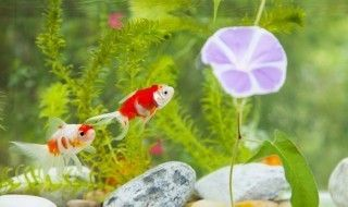 小虎魚身上有白膜：小虎魚身上出現白膜可能是由于以下幾個原因以下幾個原因
