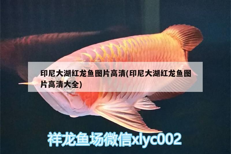印尼大湖紅龍魚圖片高清(印尼大湖紅龍魚圖片高清大全)