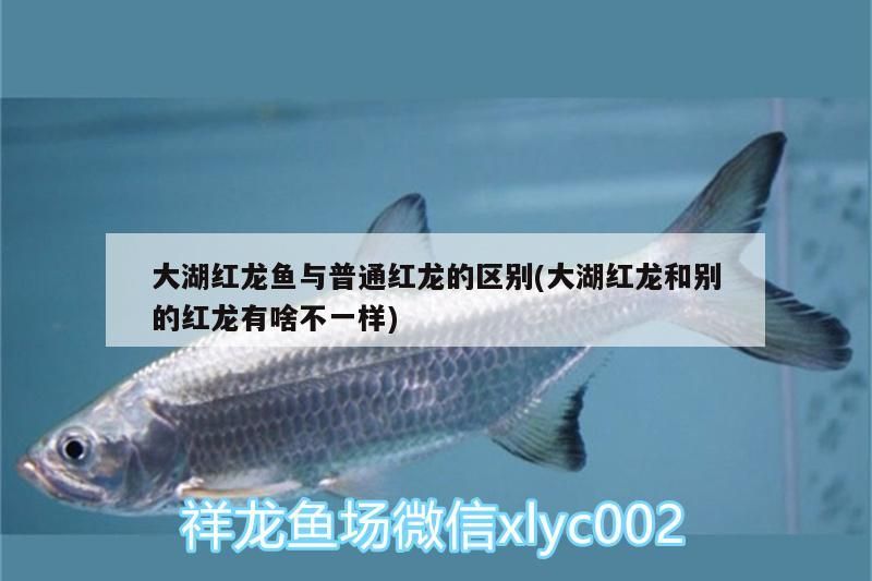 大湖紅龍魚與普通紅龍的區別(大湖紅龍和別的紅龍有啥不一樣)