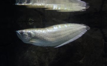 目前什么品牌的紅龍魚(yú)最好養(yǎng)殖：紅龍魚(yú)哪個(gè)品牌好養(yǎng)殖