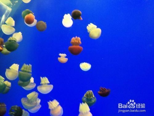 夜間水族館參觀須知事項（夜場水族館參觀須知）