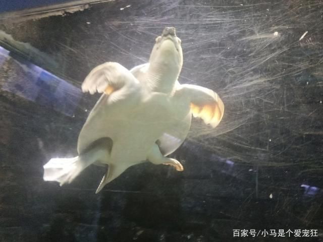 豬鼻龜 人工繁殖怎么養的：豬鼻龜怎么養