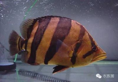 紅魔王銀板魚多久喂一次？，紅魔王銀板魚喂食日歷