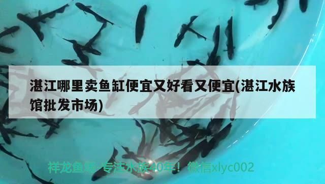 湛江龍魚vs湛江水族批發市場vs湛江水族館vs湛江魚缸批發市場vs祥龍魚場：湛江龍魚養殖技術