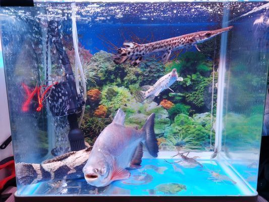 湛江龍魚vs湛江水族批發市場vs湛江水族館vs湛江魚缸批發市場vs祥龍魚場：湛江龍魚養殖技術