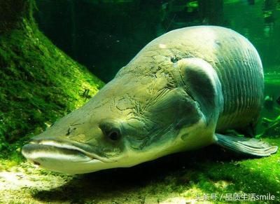 哪種魟魚最貴：帝王魟魚中的白子是最貴的品種嗎？