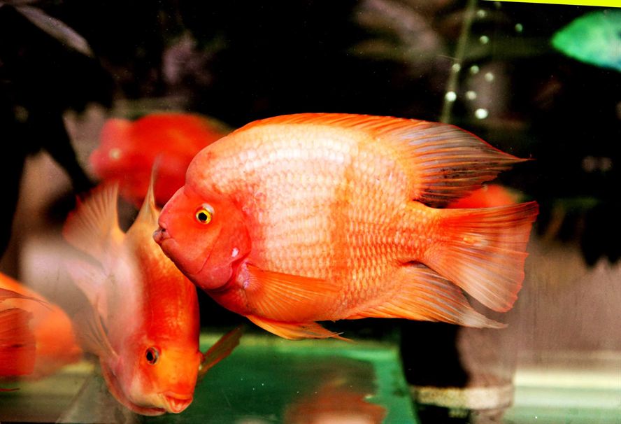 元寶鳳凰魚吃蝦肉嗎：元寶鳳凰魚的飼養方法