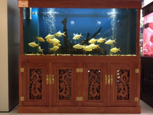 臨滄龍魚(yú)vs臨滄水族批發(fā)市場(chǎng)vs臨滄水族館vs臨滄魚(yú)缸批發(fā)市場(chǎng)vs祥龍魚(yú)場(chǎng)：臨滄水族批發(fā)市場(chǎng)