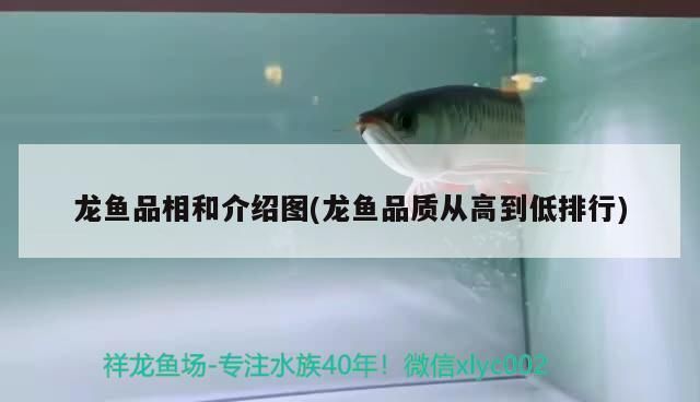 開封龍魚vs開封水族批發(fā)市場vs開封水族館vs開封魚缸批發(fā)市場vs祥龍魚場:開封龍魚、祥龍魚場、水族批發(fā)市場 祥龍魚場各市分站 第3張 開封龍魚vs開封水族批發(fā)市場vs開封水族館vs開封魚缸批發(fā)市場vs祥龍魚場:開封龍魚、祥龍魚場、水族批發(fā)市場 開封龍魚vs開封水族批發(fā)市場vs開封水族館vs開封魚缸批發(fā)市場vs祥龍魚場:開封龍魚、祥龍魚場、水族批發(fā)市場 祥龍魚場各市分站 第3張