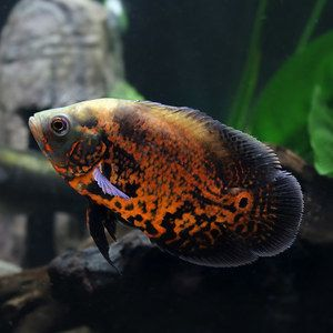 進口元寶鳳凰魚批發:進口元寶鳳凰魚價格在430元至480元/條