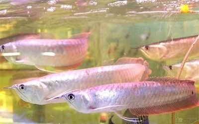 金龍魚少食多餐的具體操作：金龍魚喂食后多久消化完，金龍魚食物殘留對水質影響