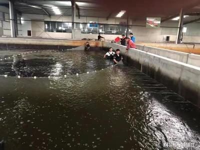 刀魚人工養殖技術進展，刀魚人工養殖技術取得顯著進展得到更顯著進展的應用