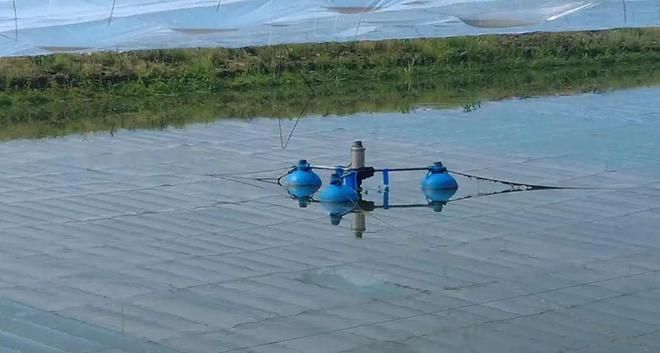 刀魚人工養殖技術進展，刀魚人工養殖技術取得顯著進展得到更顯著進展的應用