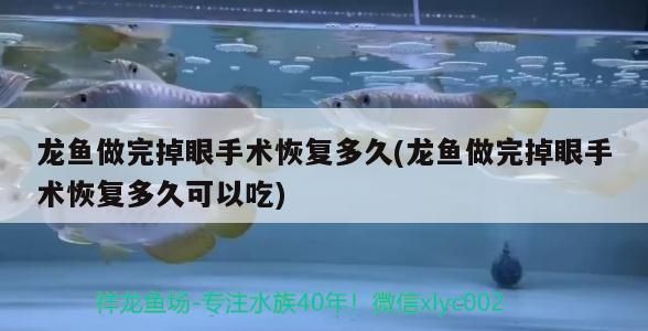 龍魚做完掉眼手術恢復多久(龍魚做完掉眼手術恢復多久可以吃)