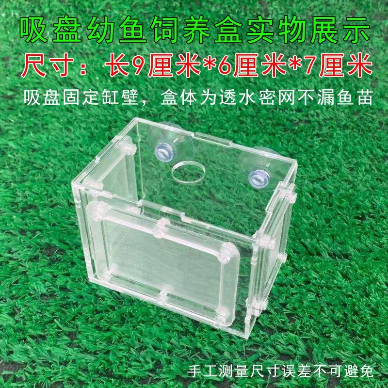 10公分虎魚需要隔離盒嗎：10公分虎魚需要隔離盒嗎10公分虎魚需要使用隔離盒嗎