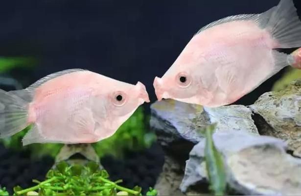 阿克蘇龍魚(yú)vs阿克蘇水族批發(fā)市場(chǎng)vs阿克蘇水族館vs阿克蘇魚(yú)缸批發(fā)市場(chǎng)vs祥龍魚(yú)場(chǎng)：阿克蘇水族批發(fā)市場(chǎng) 阿克蘇龍魚(yú)vs阿克蘇水族批發(fā)市場(chǎng)vs阿克蘇水族館vs阿克蘇魚(yú)缸批發(fā)市場(chǎng)vs祥龍魚(yú)場(chǎng)：阿克蘇水族批發(fā)市場(chǎng) 祥龍魚(yú)場(chǎng)各市分站 第4張