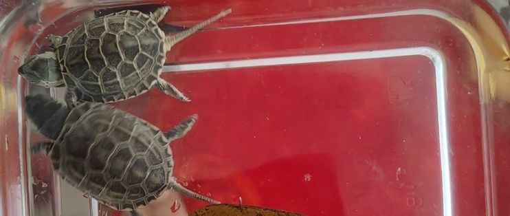 印尼大湖紅龍魚多少錢一只(印尼紅龍魚40公分低價轉讓3980元)