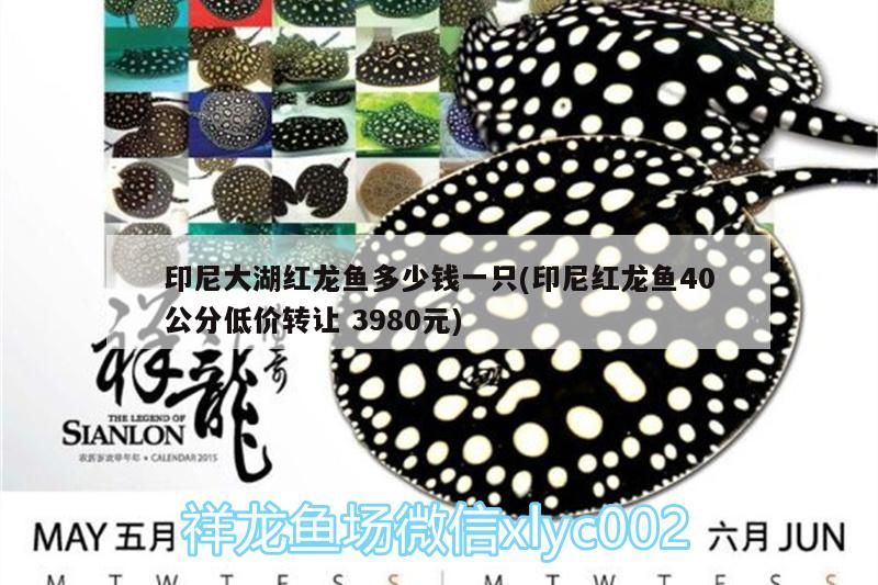 印尼大湖紅龍魚多少錢一只(印尼紅龍魚40公分低價轉讓3980元)