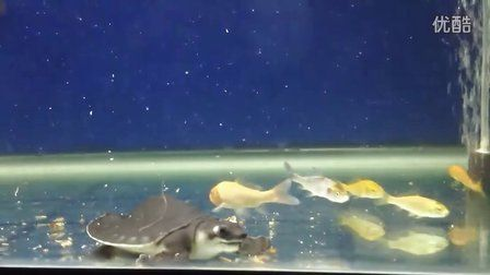 豬鼻龜怎么養成高背：如何培養傷口龜養成高背 豬鼻龜怎么養成高背：如何培養傷口龜養成高背 豬鼻龜百科 第2張