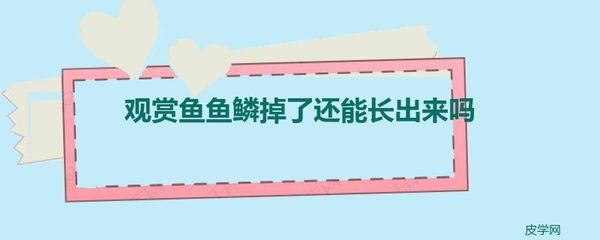 龍魚的魚鱗掉了還能長嗎vs祥龍魚場：龍魚掉鱗后的恢復(fù)時間