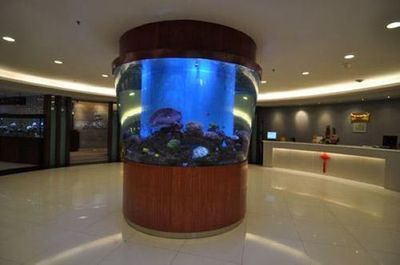 龍魚的魚鱗掉了還能長嗎vs祥龍魚場：龍魚掉鱗后的恢復(fù)時間
