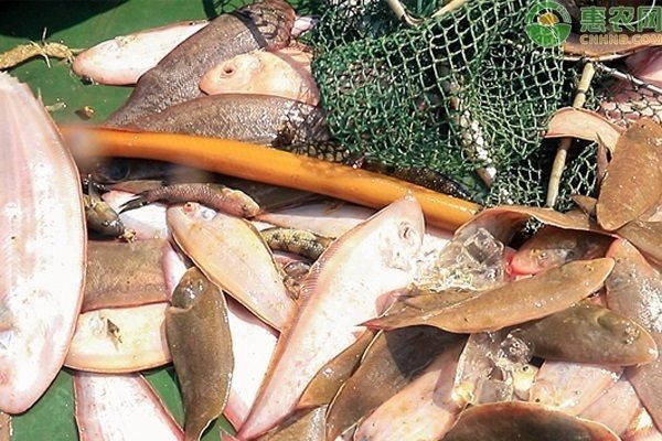 魟魚脫皮原因：[需手動(dòng)填充]魚為什么會(huì)脫皮？