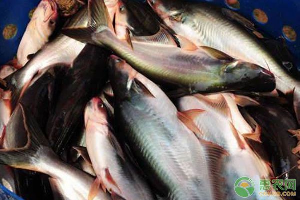 魟魚脫皮原因：[需手動(dòng)填充]魚為什么會(huì)脫皮？