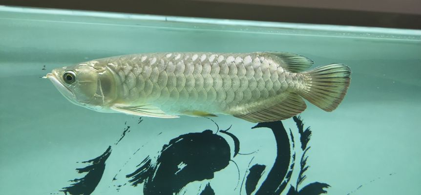 黃岡龍魚vs黃岡水族批發(fā)市場vs黃岡水族館vs黃岡魚缸批發(fā)市場vs祥龍魚場：黃岡水族批發(fā)市場 黃岡龍魚vs黃岡水族批發(fā)市場vs黃岡水族館vs黃岡魚缸批發(fā)市場vs祥龍魚場：黃岡水族批發(fā)市場 祥龍魚場各市分站 第4張