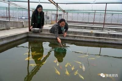 龍魚魚鱗發(fā)黑是什么原因vs祥龍魚場(chǎng)：如何預(yù)防龍魚魚鱗變黑