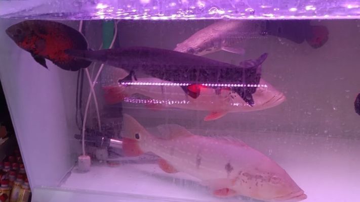 水族館魚一般什么價：水族館魚一般什么價格