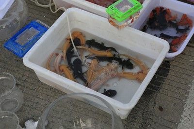 龍魚白色大概多少錢一條vs祥龍魚場：龍魚白色價格區間，祥龍魚場評價如何，龍魚養殖技巧分享