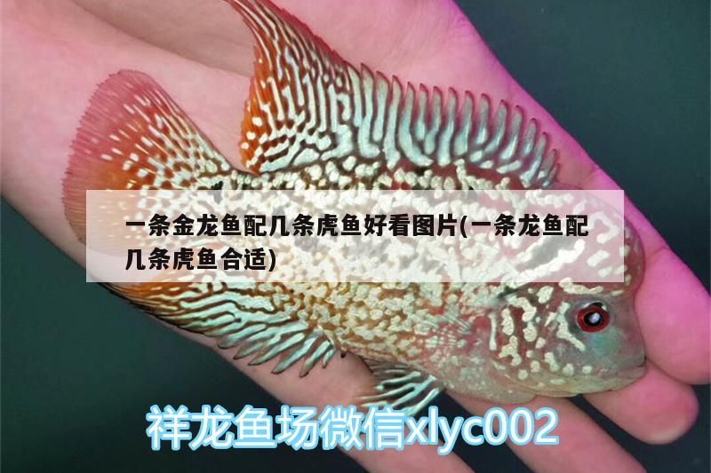 一條金龍魚配幾條虎魚好看圖片(一條龍魚配幾條虎魚合適)
