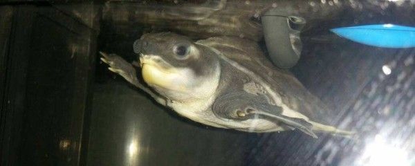 豬鼻龜不吃食什么原因：豬鼻龜不吃食什么原因)豬鼻龜不吃食可能是什么病癥