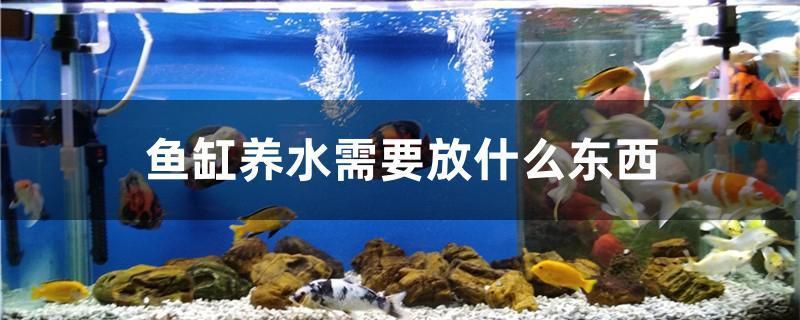 魚缸養水需要放什么東西