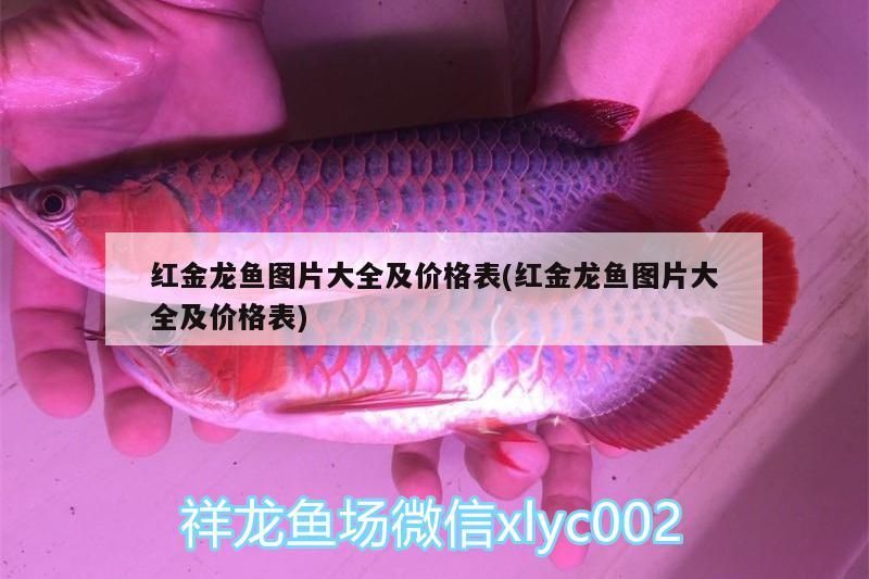紅金龍魚圖片大全及價格表(紅金龍魚圖片大全及價格表)