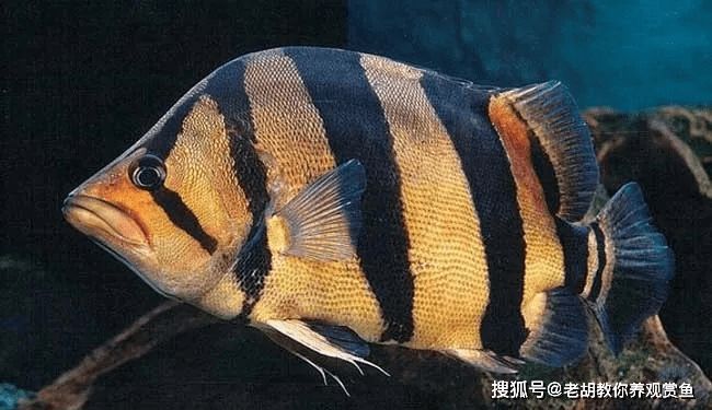 虎魚眼睛腫了怎么辦：虎魚眼睛腫了怎么辦，