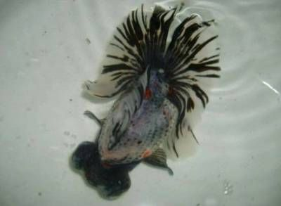 黑底魚缸能養虎嘛：黑底魚缸能養虎嗎