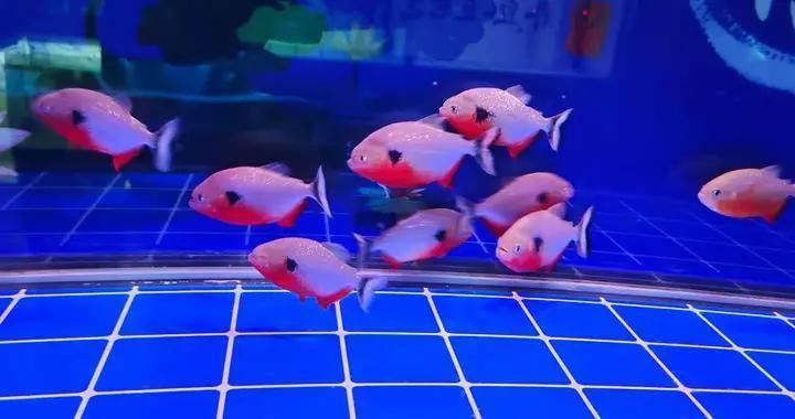 魚缸有不用換水的嗎圖片大全，如何建立自凈魚缸生態系統