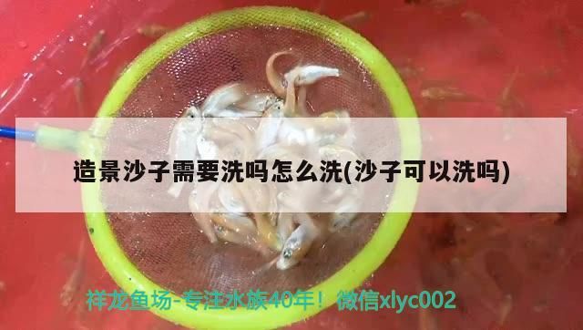 造景沙子需要洗嗎怎么洗(沙子可以洗嗎) 造景沙子需要洗嗎怎么洗(沙子可以洗嗎) 黃金貓魚百科 第3張