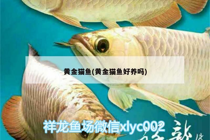 黃金貓魚(黃金貓魚好養嗎)