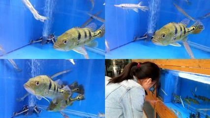 清理魚缸的英文翻譯(清理魚缸的英文怎么說)