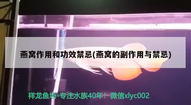 大湖紅龍魚對比印尼紅龍魚哪個好養些：大湖紅龍魚和印尼紅龍魚哪個好養